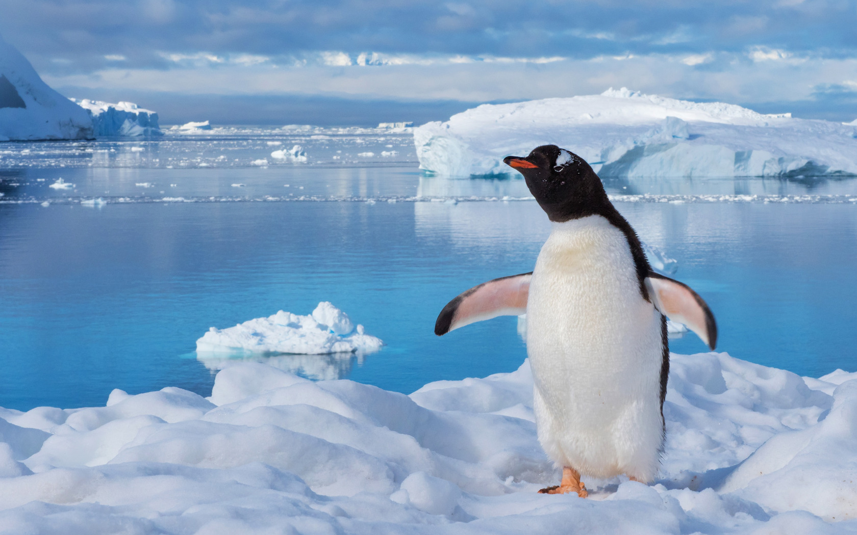 Антарктический Пингвин , в Антарктиде .